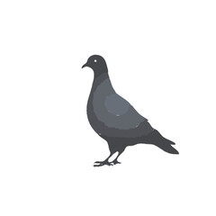 pigeon vector illustration 
