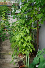 macro image of basil plant in bloom on an urban garden balcony.