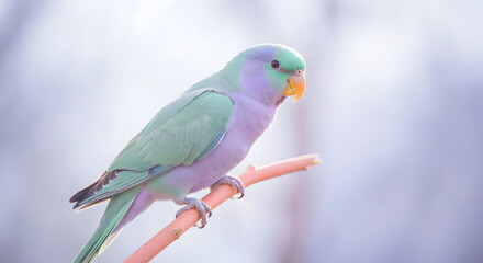 Whimsical Pastel Parrot with Mint Wings and Lavender Feathers on Peach Branch in Dreamy Surreal Illustration