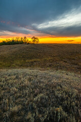 Obraz premium Gentle slope of dry and green grass, with a line of leafy trees on the ridge under a vibrant orange sunset and deep blue clouds.