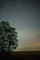 A beautiful night sky with countless stars and a distinct shooting star, with the silhouette of a tree in the foreground and a distant light on the horizon.