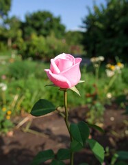 Pink rose in garden (1)