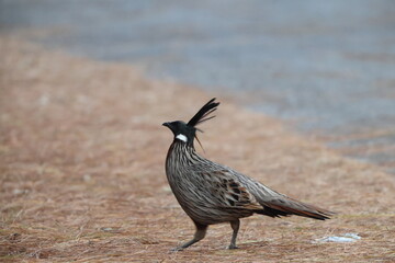 The koklass pheasant (Pucrasia macrolopha macrolopha) is a species of gamebird. This photo was taken in Northwest India.