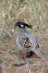 The koklass pheasant (Pucrasia macrolopha macrolopha) is a species of gamebird. This photo was taken in Northwest India.
