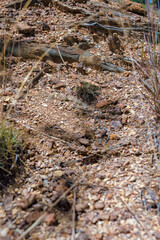 Tree roots coming out through the gravel of the La Candelaria desert, in the eastern Andean mountains of central Colombia, near the town of Raquira.