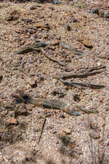 Tree roots coming out through the gravel of the La Candelaria desert, in the eastern Andean mountains of central Colombia, near the town of Raquira.
