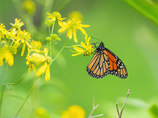 Monarch butterfly (*Danaus plexippus*)  rests and flutters among vibrant yellow wildflowers in a lush meadow