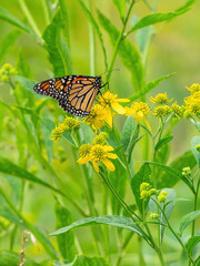 Monarch butterfly (*Danaus plexippus*)  rests and flutters among vibrant yellow wildflowers in a lush meadow