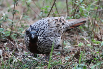 The koklass pheasant (Pucrasia macrolopha macrolopha) is a species of gamebird. This photo was taken in Northwest India.