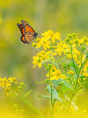 Monarch butterfly (*Danaus plexippus*)  rests and flutters among vibrant yellow wildflowers in a lush meadow