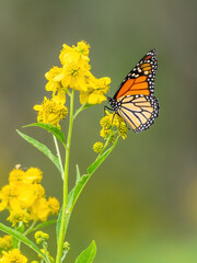 Monarch butterfly (*Danaus plexippus*)  rests and flutters among vibrant yellow wildflowers in a lush meadow
