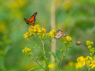 Monarch butterflies (*Danaus plexippus*)  rest and flutter among vibrant yellow wildflowers in a lush meadow
