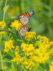 Monarch butterflies (*Danaus plexippus*)  rest and flutter among vibrant yellow wildflowers in a lush meadow