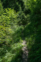 Fototapeta premium Pfad im Günen