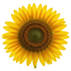 Fototapeta premium A vibrant sunflower, radiant yellow petals, dark brown center