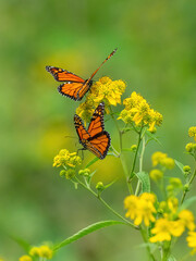 Monarch butterflies (*Danaus plexippus*)  rest and flutter among vibrant yellow wildflowers in a lush meadow