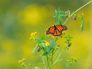 Monarch butterfly (*Danaus plexippus*)  rests and flutters among vibrant yellow wildflowers in a lush meadow