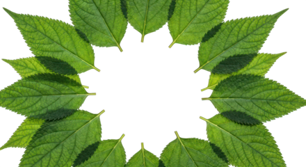 Circular frame of vibrant green leaves