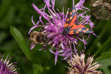 Flockenblume mit Biene und Widderchen