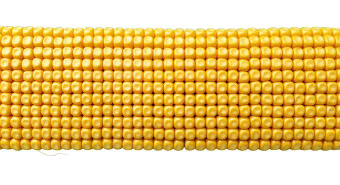 Close-up of a corn cob, displaying rows of bright yellow kernels