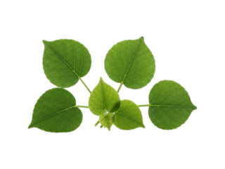 Close-up of a cluster of vibrant green leaves