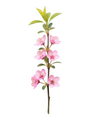 Fototapeta premium Close-up of a delicate pink flowering branch. Small, light pink blossoms cluster vertically along a slender stem. Green leaves are present at the top of the stem. Isolated on black background