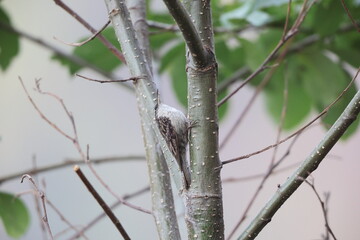 The bar-tailed treecreeper (Certhia himalayana), or the Himalayan treecreeper, is a species of bird in the family Certhiidae.This photo was taken in North India.