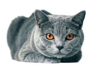 Close-up of a gray cat