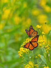 Monarch butterflies (*Danaus plexippus*)  rest and flutter among vibrant yellow wildflowers in a lush meadow