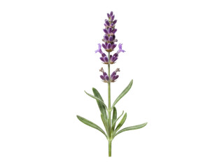 Close-up of a single lavender flower stem.  Deep purple flower clusters top a light green stem with narrow leaves.  Isolated on black background