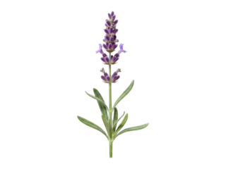 Close-up of a single lavender flower stem.  Deep purple flower clusters top a light green stem with narrow leaves.  Isolated on black background