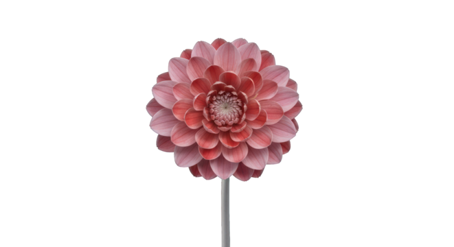 Close-up of a single, vibrant pink dahlia flower, centered on a plain stem against a black background.