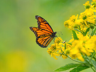 Monarch butterfly (*Danaus plexippus*)  rests and flutters among vibrant yellow wildflowers in a lush meadow