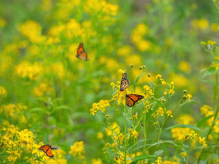 Monarch butterflies (*Danaus plexippus*)  rest and flutter among vibrant yellow wildflowers in a lush meadow