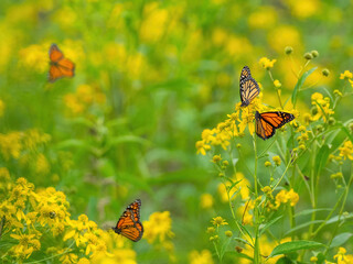 Monarch butterflies (*Danaus plexippus*)  rest and flutter among vibrant yellow wildflowers in a lush meadow