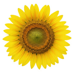 Fototapeta premium Close-up of a vibrant sunflower, showcasing its bright yellow petals and intricate, dark-centered disc