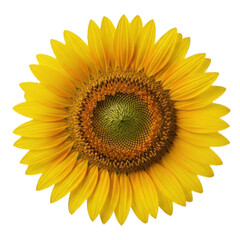Fototapeta premium Close-up of a vibrant sunflower