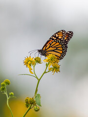 Monarch butterfly (*Danaus plexippus*)  rests and flutters among vibrant yellow wildflowers in a lush meadow