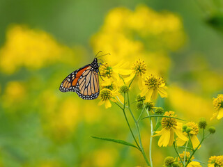 Monarch butterfly (*Danaus plexippus*)  rests and flutters among vibrant yellow wildflowers in a lush meadow