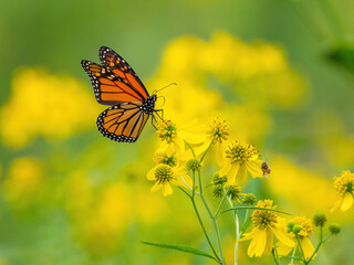 A monarch butterfly (*Danaus plexippus*) with vivid orange and black wings is perched on a cluster of yellow wildflowers in a lush green field with a serene, natural setting and blurred background