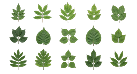 Close-up of various leaf shapes and textures.  Different types of green leaves, isolated on black background, showing diverse forms and outlines