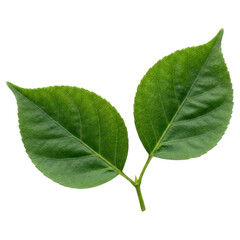 Fototapeta premium Close-up of two vibrant green leaves, slightly overlapping, attached to a stem. Distinct leaf veins visible