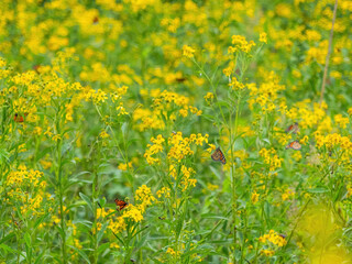 Monarch butterflies (*Danaus plexippus*)  rest and flutter among vibrant yellow wildflowers in a lush meadow