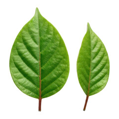 Obraz premium Close-up of two vibrant green leaves, slightly different sizes, with prominent veins and reddish stems