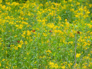 Monarch butterflies (*Danaus plexippus*)  rest and flutter among vibrant yellow wildflowers in a lush meadow