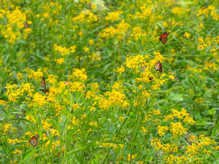 Monarch butterflies (*Danaus plexippus*)  rest and flutter among vibrant yellow wildflowers in a lush meadow