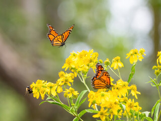 Monarch butterflies (*Danaus plexippus*)  rest and flutter among vibrant yellow wildflowers in a lush meadow
