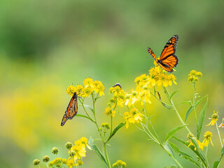 Monarch butterflies (*Danaus plexippus*)  rest and flutter among vibrant yellow wildflowers in a lush meadow