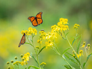 Monarch butterflies (*Danaus plexippus*)  rest and flutter among vibrant yellow wildflowers in a lush meadow
