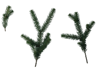 Four isolated sprigs of dark green pine branches.  Small, detailed needles are visible on each.  Slight variations in branch angles and shapes.  Dark background